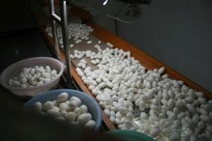 Cocoon of Suzhou No.1 Silk Factory